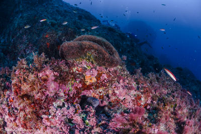 271137198 10225932135999697 5100352423490100448 n