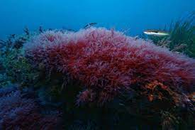 algue rouge
