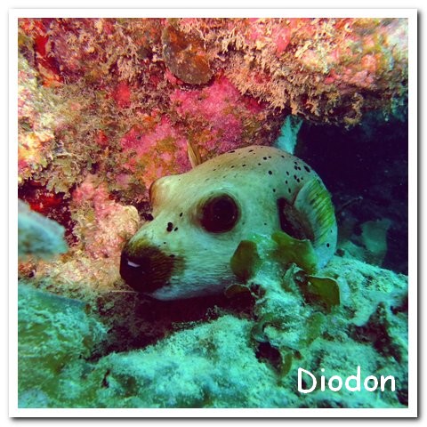 Madagasacar articles 001