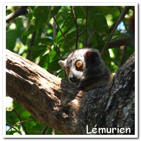 Madagasacar articles 017