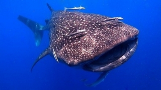 vlcsnap 2022 11 07 15h19m48s106