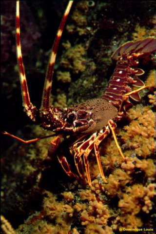 Langouste