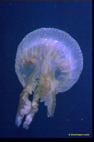 Meduse