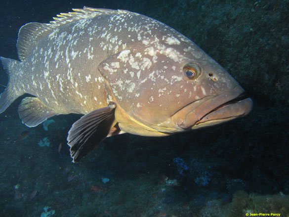 Merou La Gabinière: Port-Cros