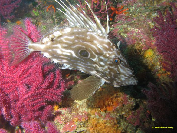 Saint-Pierre - Pierre de Cassis