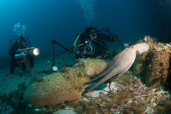 Champ d&#039;amphores du Frioul et poulpe