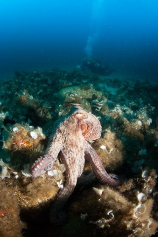 Champ d&#039;amphores du Frioul et poulpe