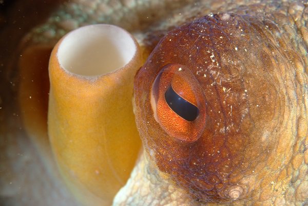 Oeil de poulpe