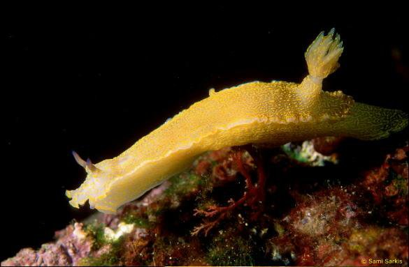 Nudibranche
