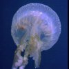 Meduse