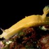 Nudibranche