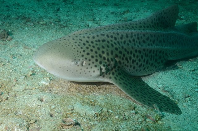 Requin Leopard