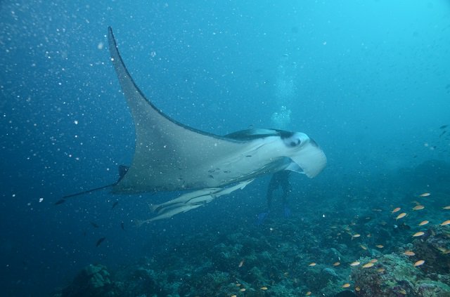 Manta 