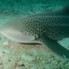 Requin Leopard