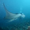 Manta 