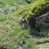 Marmotte dans le massif du Queyras
