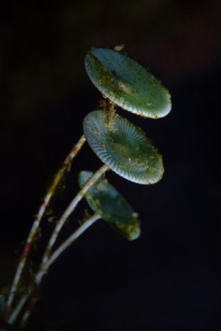 _dsf5784taille900taille600