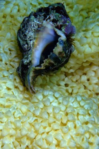 _dsf5801taille900taille600