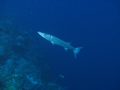 Barracuda051