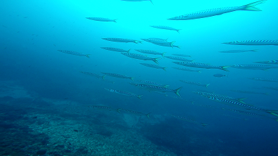 Barracudas.png