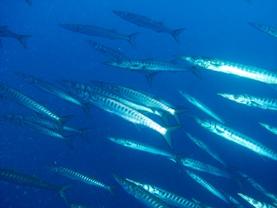Barracudas024