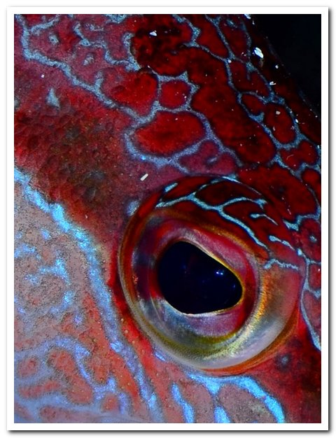 N70 0110 Serran écriture