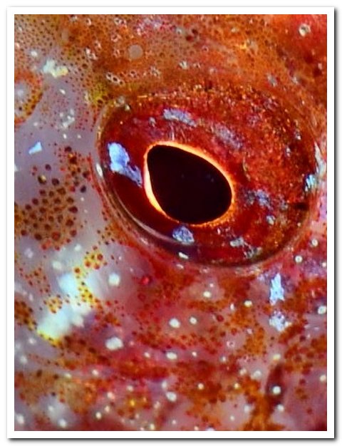 N70 0117 triptérigion