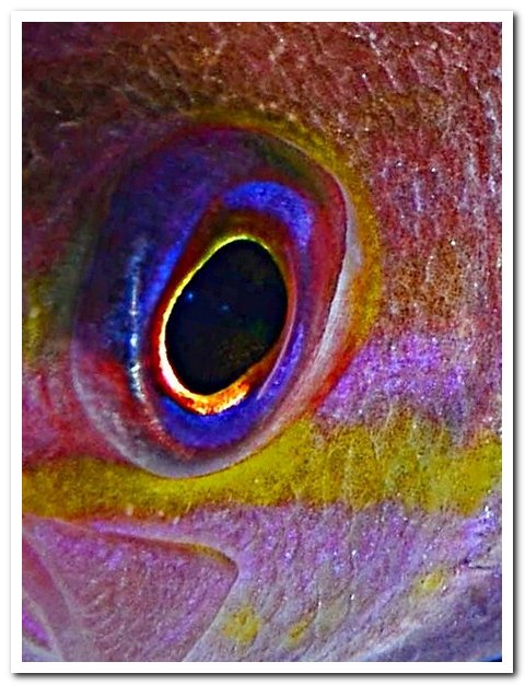 N70 0126 anthias ou demoiselle