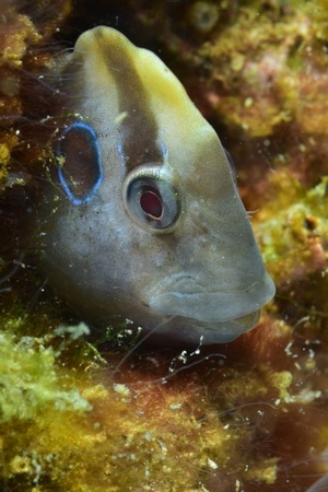 Flo coupe anilaière 2