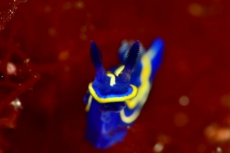 Nathalie Coupe animalière 1