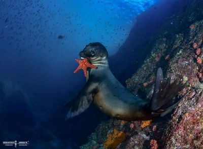 Seb Photo des photos Galathéa