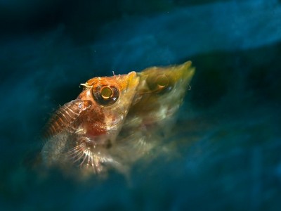 nominé bronze en macro expert seb