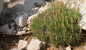 Plantain à feuilles en alène