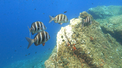 Projet Vidéo9 Copie