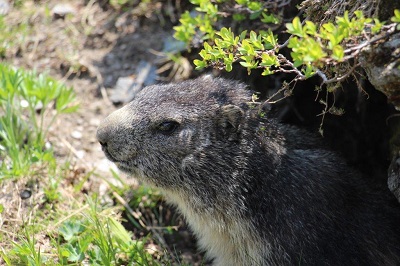 MARMOTTE 2