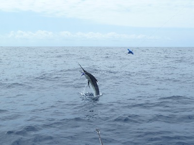 Marlin1