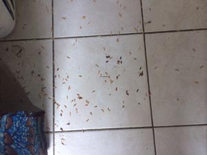 Asticots 3 13 07 2018