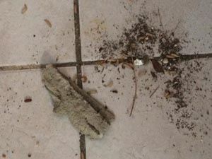 Asticots 6 13 07 2018