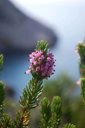 Bruyère multiflore 2