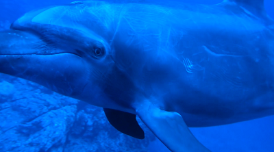 Dauphins3