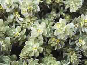 thymelaea tartonraira cpncal 2